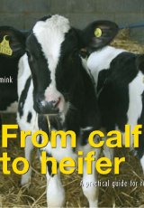 From Calf to Heifer by Jan Hulsen  and Berrie Klein-Swormink